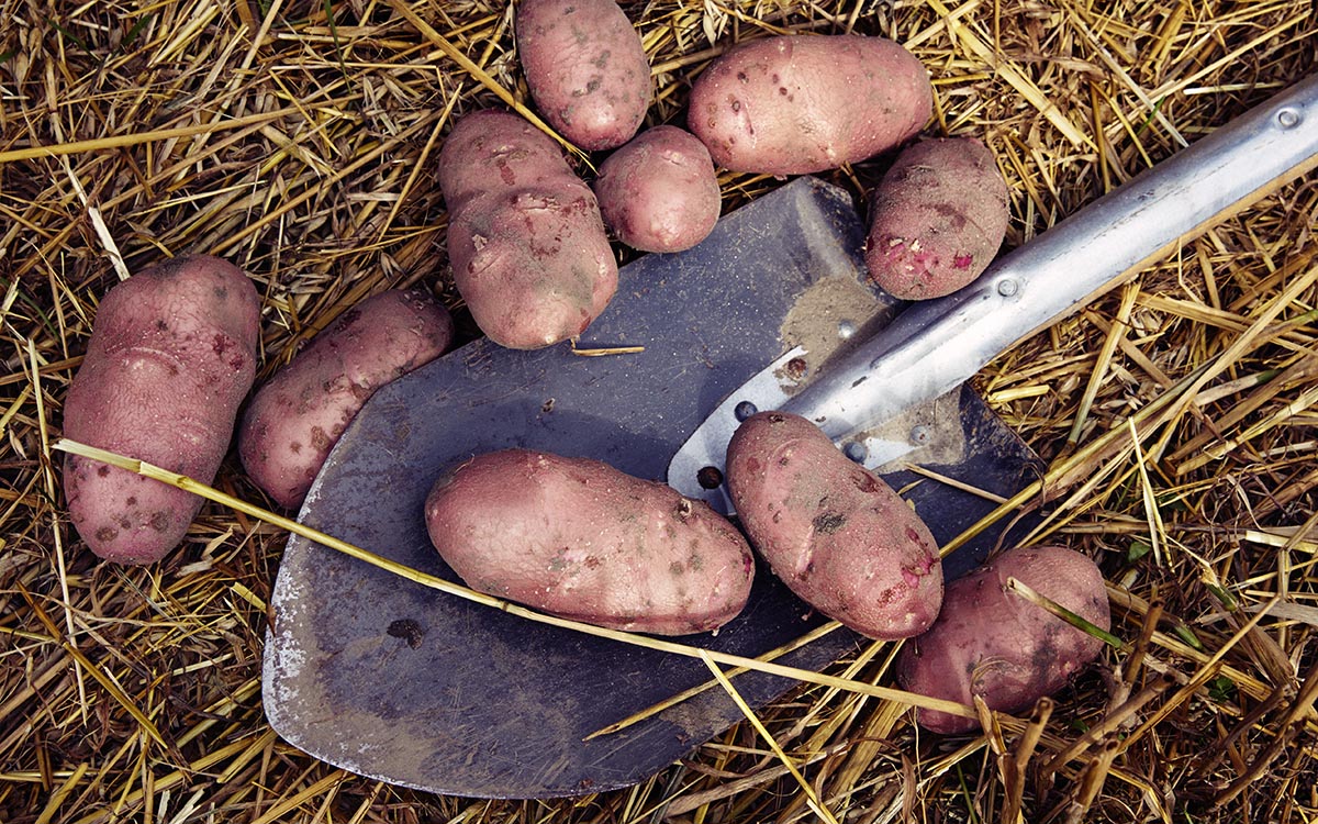Nyupptagna potatisar på en spade.