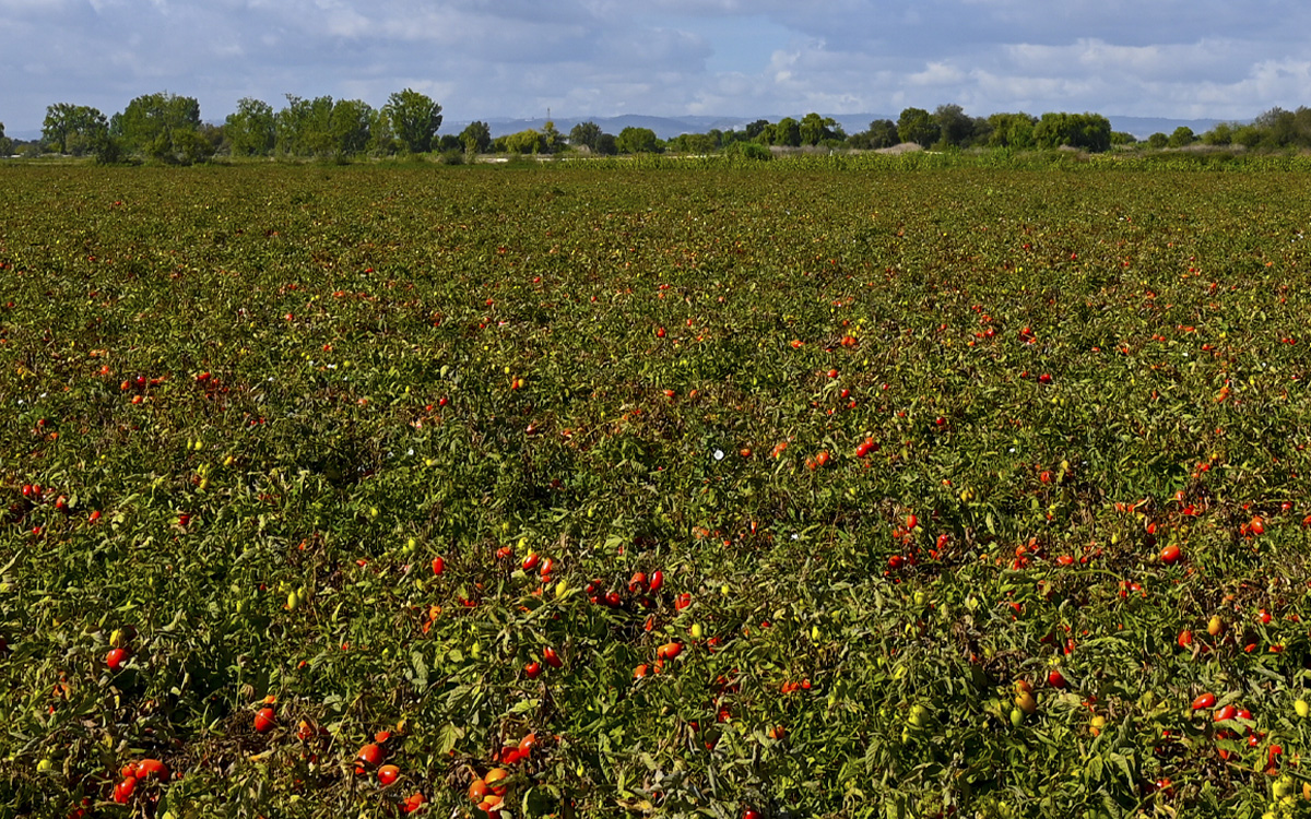 Tomatfält