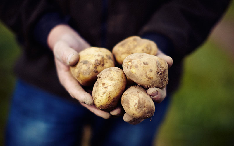 Händer som håller i jordiga potatisar.